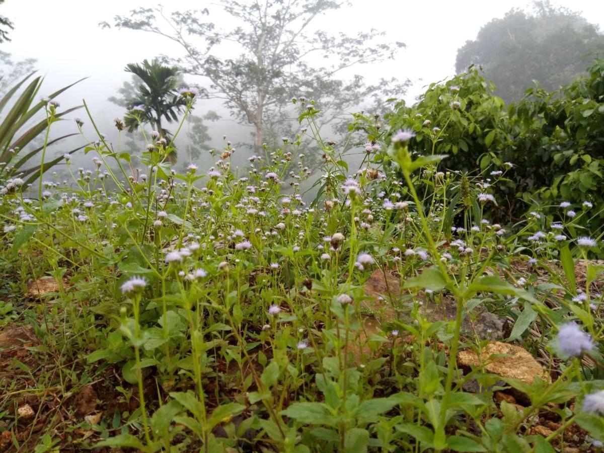 دينيايا Evergreen Villa - Sinharaja المظهر الخارجي الصورة